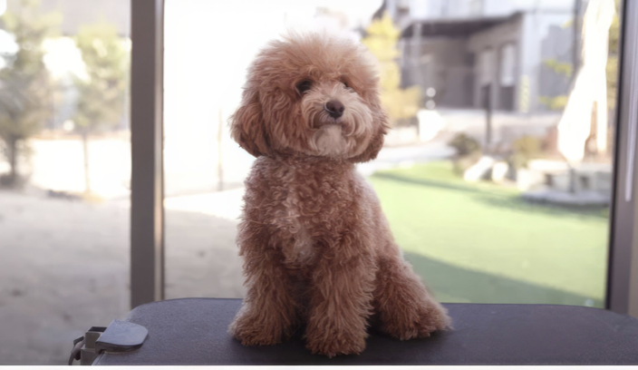Chien touffu avant le toilettage