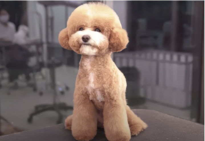 Chien touffu une fois toiletté