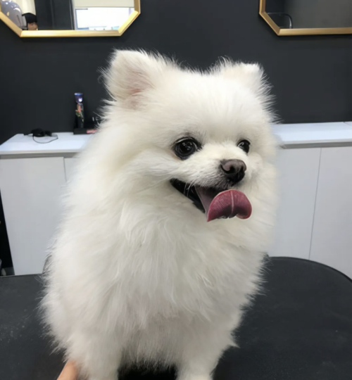 Chien avant toilettage