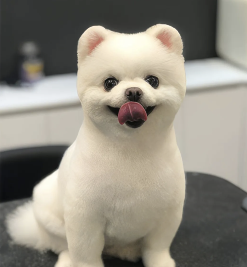 Chien après toilettage