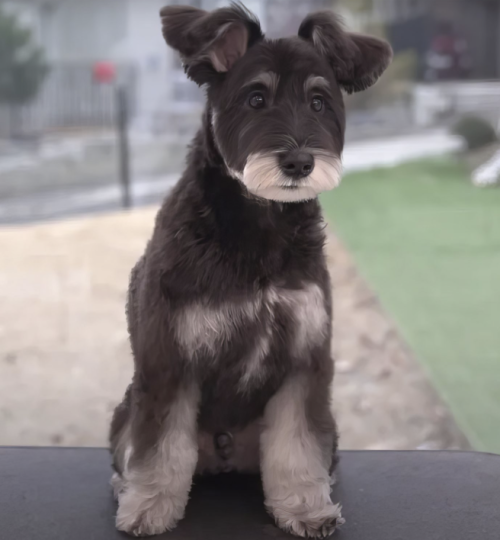 Chien après avoir été toiletté