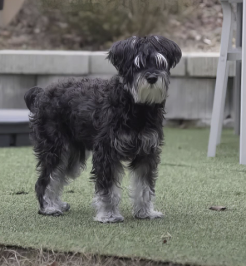 Chien sale avant son toilettage