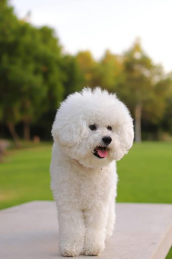 Cute Bichon Frise dog enjoying a sunny day in the park.